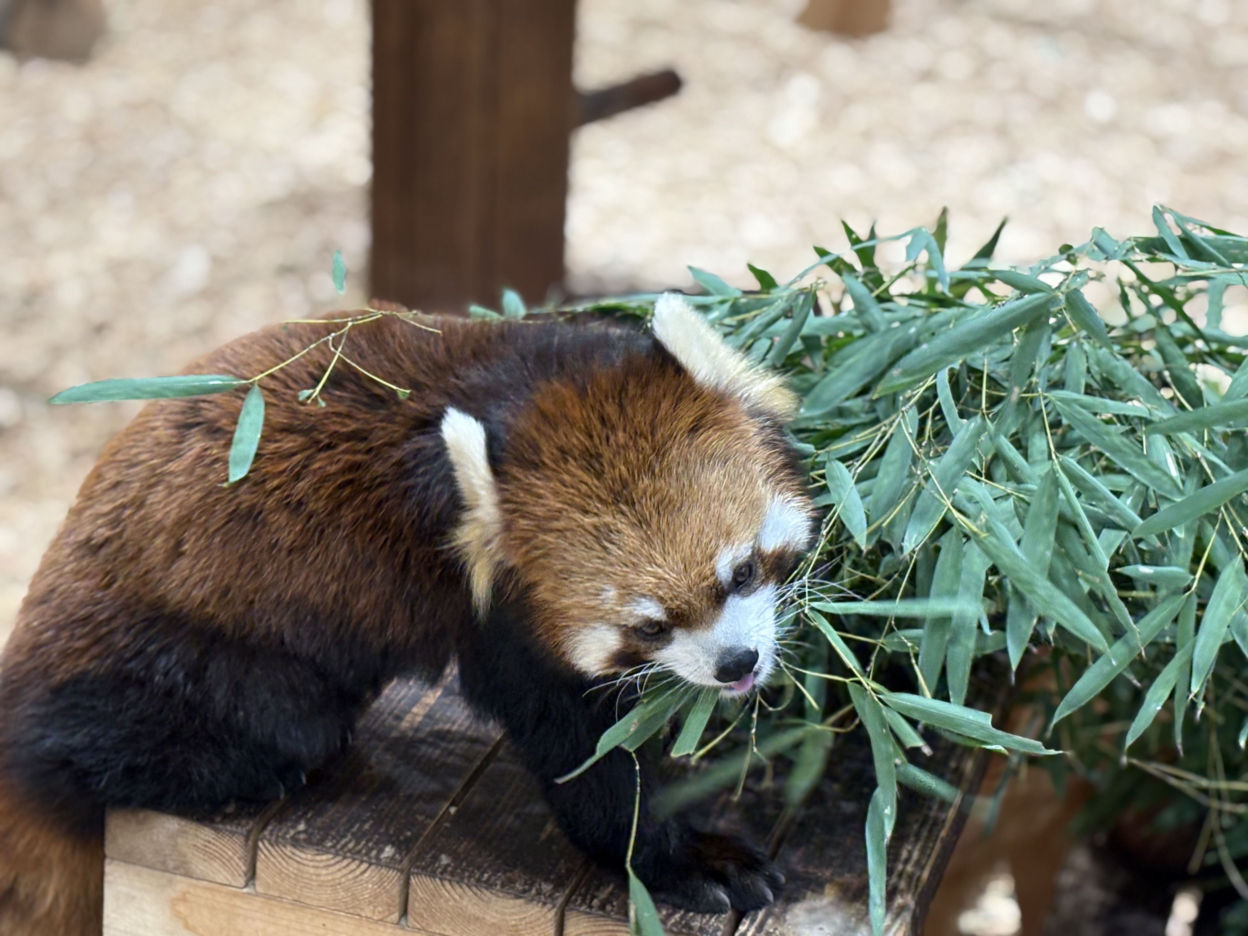 久々の日本平動物園！<br>やや園内も変わっていて新鮮な気分に！！<br><br>大人気のレッサーパンダ！ご飯どきだったのか笹に夢中でした。<br>娘に携帯を取られカメラマンに変身！<br><br>意外とうまく撮れていたのでびっくりです♪(´ε｀ )<br><br>笹の種類メチャクチャあるの知っています？<br>見た目はそこまで変らないみたいですが、日本では50種類以上ぐらいあるとか？<br>