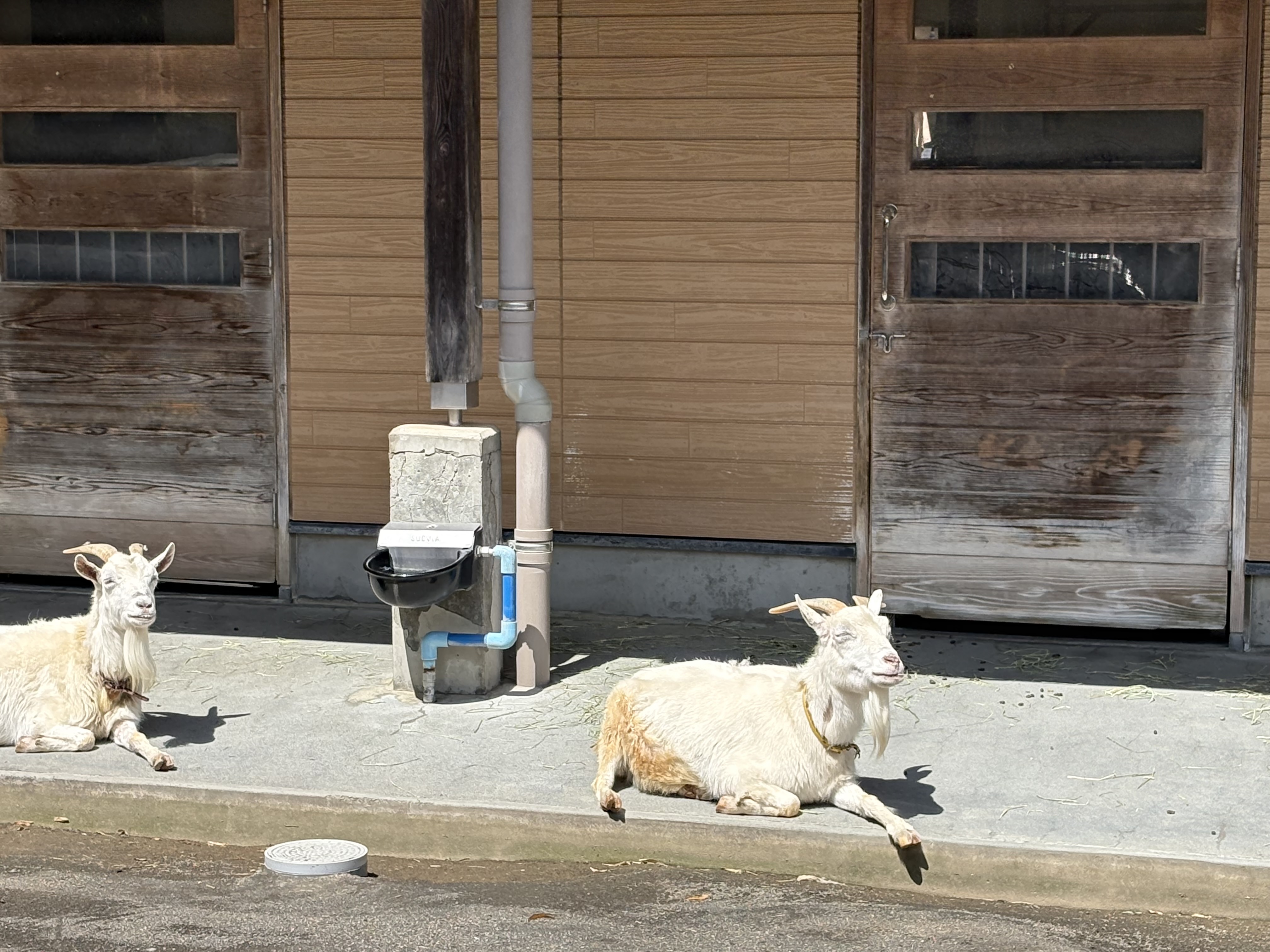 ヤギを見ながらお弁当を食べて！あっという間に動物園散策は終了！！<br><br>帰り道は3人は秒で寝ていました。<br><br>グラウンドに時間通りに着き家族と別れトレーナー業に！！<br>試合は日本クラブ１次予選第２戦10-0と圧倒しました。<br><br>終わり次第再度子どもと！<br>夕方から今度は嫁が飲み会へ！<br><br>珍しく慌ただしい休日でした( ◠‿◠ )<br><br>ちなみに夜は家でパン食い競争を開催！！<br>しばらく、続きそうです( ＾∀＾)<br><br>週末の朝活ジョグ<br>土曜日：13kmを59分19秒（4:34/km）<br>日曜日：オフ<br>本日　：10.3km51分39秒（5:00/km）<br>　　　：1.9km坂練 205mアップ　（3.8km）<br>　　　<br>今週末はナイトランを実施する予定！<br>レースに備えて夜走る感覚を！<br>