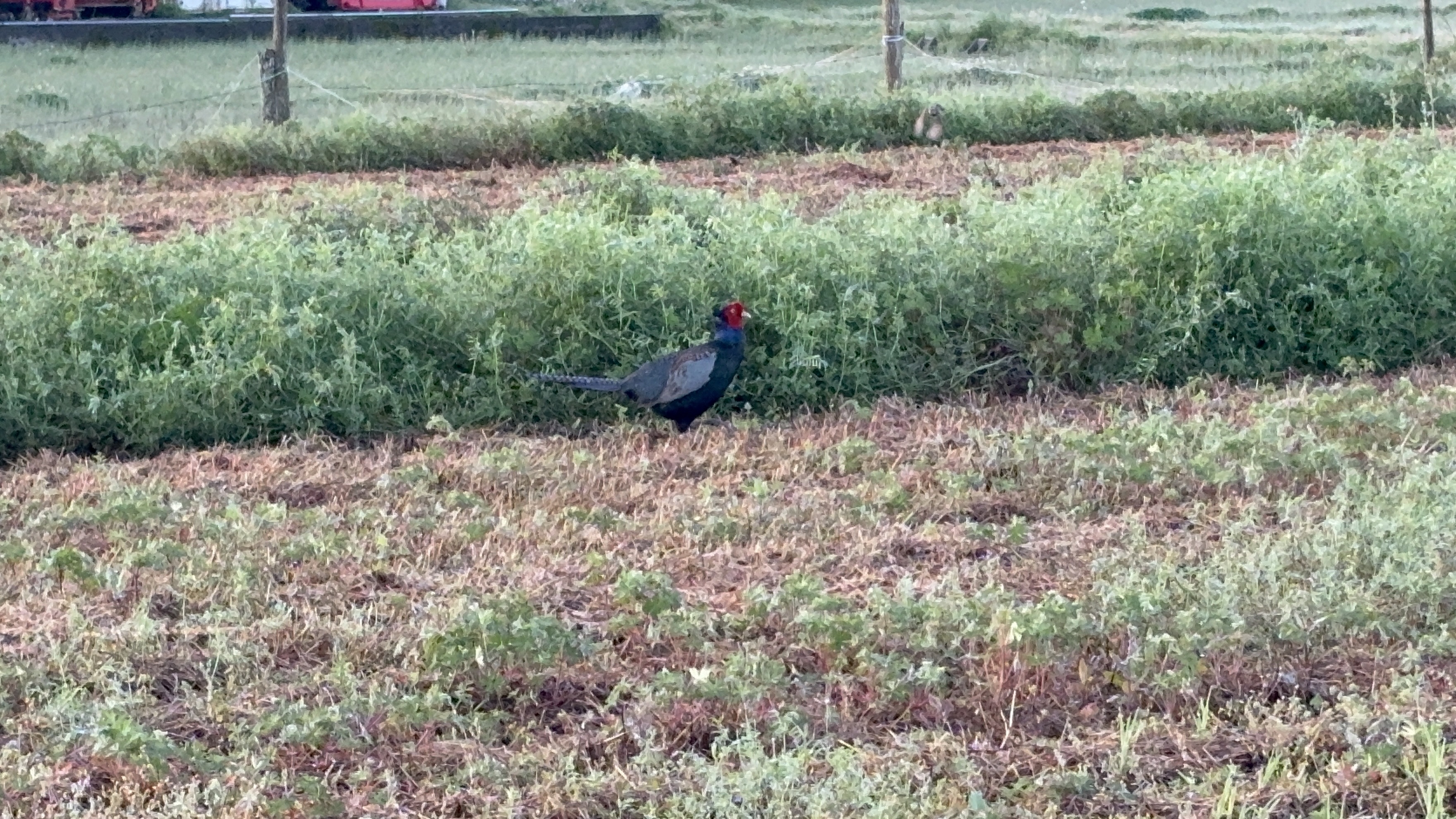 こんにちは！
本日から蓮華寺公園では藤まつりが開催！

前を通るたびに藤の香りがして季節を感じて通勤をしています！

今週・来週末は混みそうな気がします♪(´ε｀ )

さて、今週は日曜日AM0時から夜間走をするために休まずコンディションを調整してきた

コースは自宅から静岡空港まで！
行きは島田金谷方面からで帰りは大井川方面！ぐるっと夜の旅！

これも7月に参戦する大会がAM0時スタートなので
そのための練習である。

さぁ〜どんな感じなのかは月曜日にでも書きますのでお楽しみに！！

皆さんも初めてのチャレンジをこの良い気候の時にやってみよう！！

写真は今朝のｊｏｇの時にいたキジさん！
見れるとハッピーになるキジさんです( ◠‿◠ )